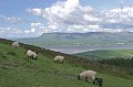  Irlande,moutons 
